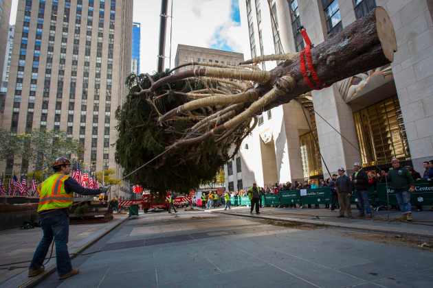 Workers hoist an 85-foot-tall Norway Spruce from Hemlock Township, Pennsylvania into position as the 2014 Rockefeller Center Christmas Tree in New York