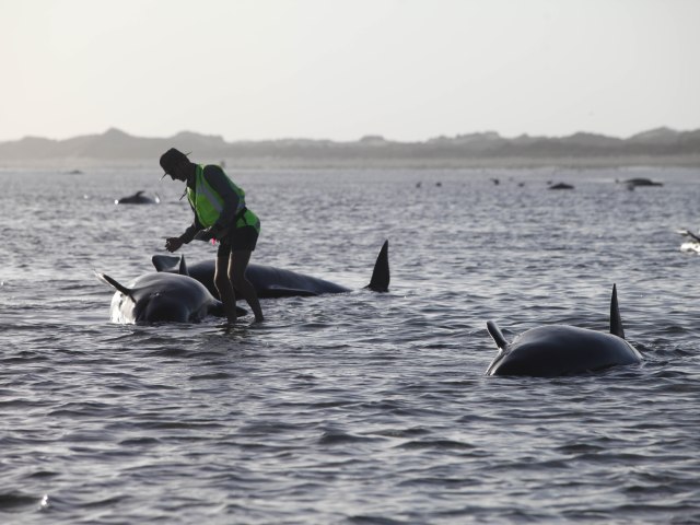 Una persona del Departamento de Conservación de Nueva Zelanda ayuda a una de decenas de ballenas que quedaron varadas en la Bahía Dorada, en la Isla Sur neozelandesa, el viernes 13 de febrero de 2015. (Foto AP