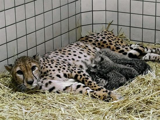 Nacen dos guepardos reales en Tokio (Fotos)