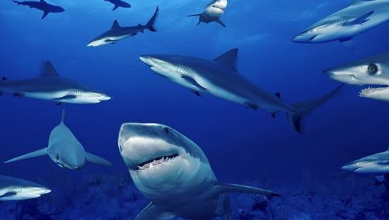 Cierran cuatro playas australianas por la presencia de más de 100 tiburones