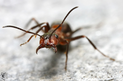 Un tipo de hormiga roja podría predecir terremotos