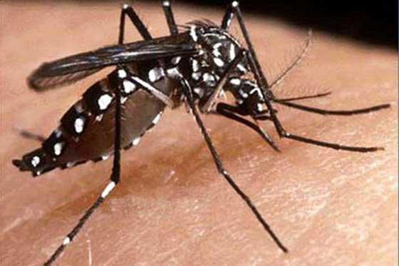 Reportados en Carabobo casi dos mil casos de dengue