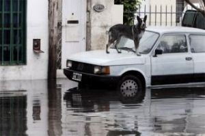 Las mascotas de los inundados en La Plata buscan reencontrarse con sus dueños