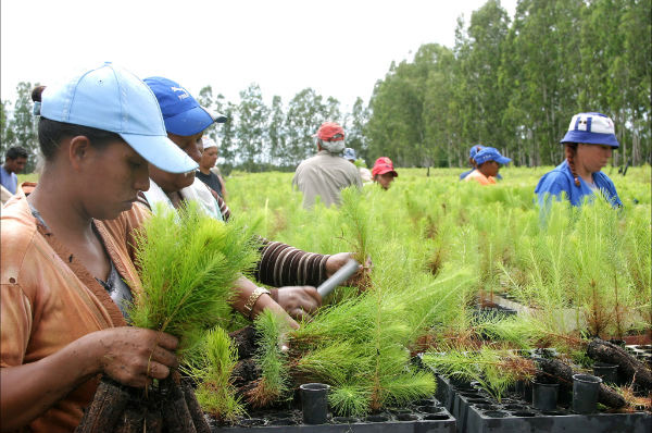 Gobierno renovará decreto que exonera a agricultores pago del Islr