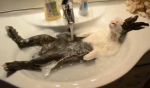 Un conejo disfruta de su baño de espuma (Foto + Video + Cómico)