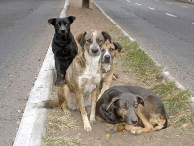 Perritos callejeros salvan a niña de ser violada