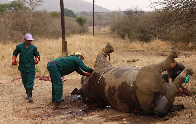 Han asesinado 428 rinocerontes en Sudáfrica
