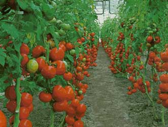 Fedeagro explica que alza de precios en tomates y pimentones es por merma de siembra