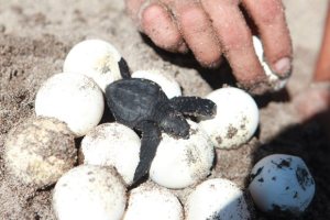 Trasladan 85 huevos fértiles de tortuga marina para protegerlos del tráfico ilícito