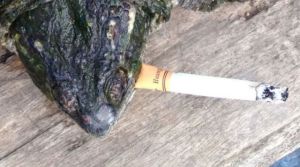 Este animal necesita fumar diez cigarrillos diarios (Foto)