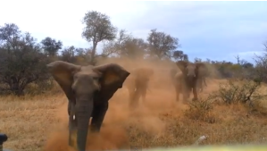 Los elefantes también se cansan de los paparazzi (Video + ¡Ouch!)