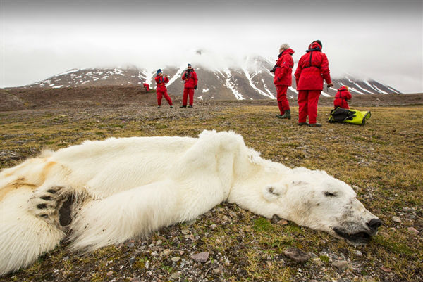 Encuentran muerto a este oso polar (FOTO)