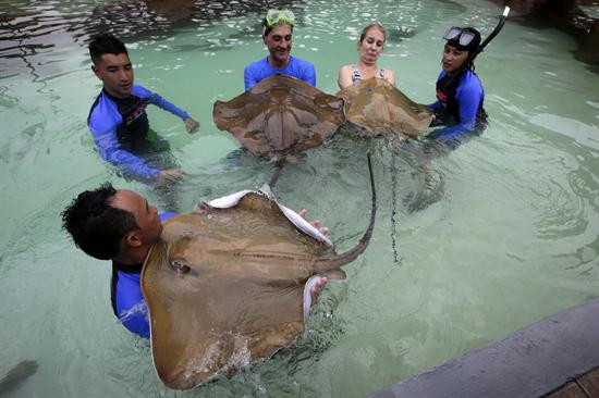 Nadando con rayas y tiburones (Fotos)