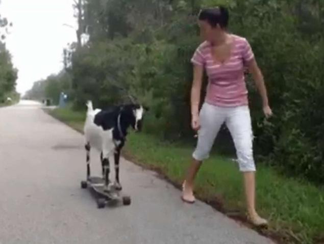 Un chivo al Récord Guinness por saber patinar (Vídeo + WTF)