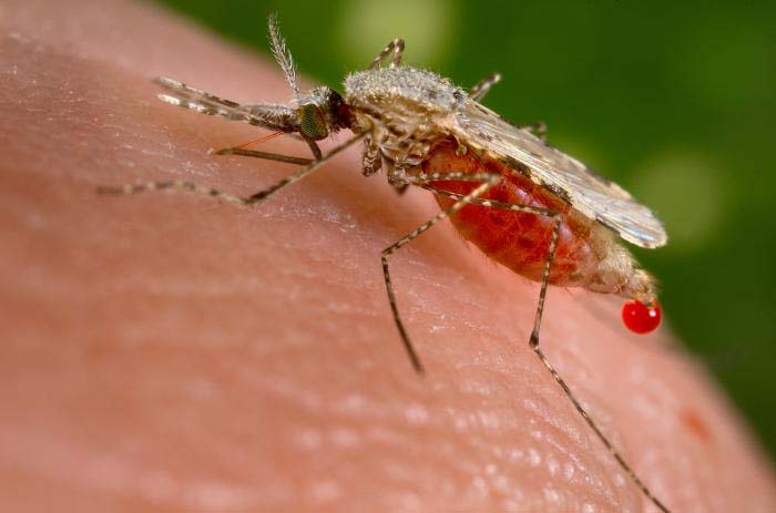 OPS alertó aumento de malaria en Venezuela y otros países