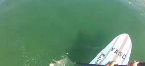 Remaba tipo tranquilo cuando un tiburón blanco empezó a perseguirlo (Video)