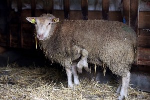 Se vende oveja de cinco patas (Fotos)