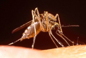 Repunta el paludismo en Venezuela. Primer lugar de América