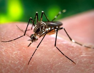 Confirman  más de 10 mil casos de paludismo en Anzoátegui
