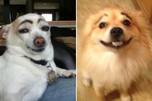 Enigmáticos perros cejudos (Fotos)