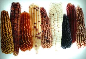 China devuelve toneladas de maíz transgénico a EEUU