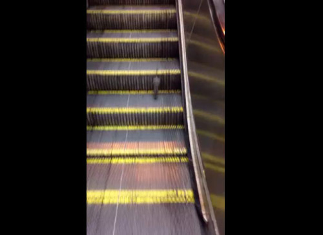 Rata trata de escapar de escalera mecánica (Video)