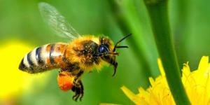 La cafeína causa la misma adicción en las abejas que en humanos