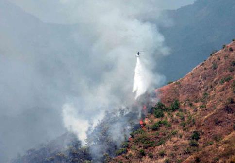 Alrededor de 160 hectáreas devastadas por incendio forestal en Henri Pittier