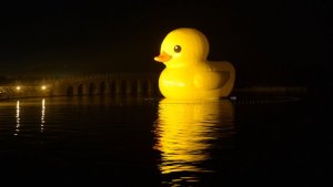 El pato gigante más famoso del mundo se desinfló antes de Año Nuevo (Video)
