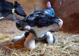 Nace un ternero de dos cabezas en Marruecos (Fotos)