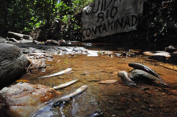 Hallaron decenas de peces muertos en río El Casupo (Foto)