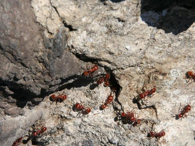 Esto es lo que sucede si metes una hormiga en el horno microondas