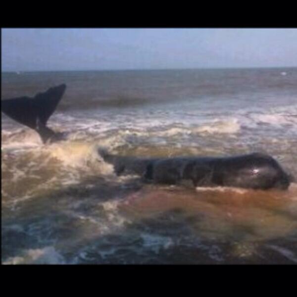 Hallan ballena muerta en Boca de Uchire (Foto)