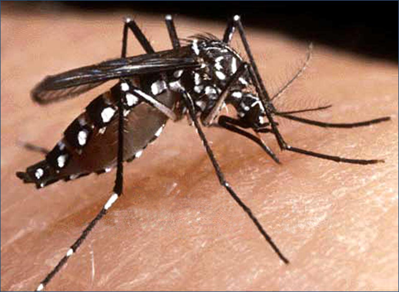 El dengue alcanza máximo nivel en 5 años en Sao Paulo en vísperas del Mundial