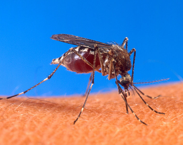 Detectan 29 nuevos casos de Chikungunya en el país