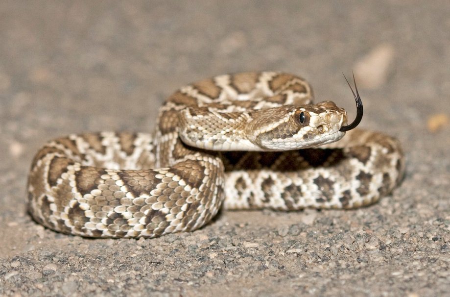 Método de “fumigación natural” con una serpiente en una casa causó polémica en redes (VIDEO)