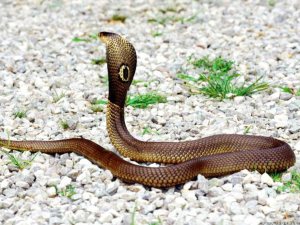 Serpiente