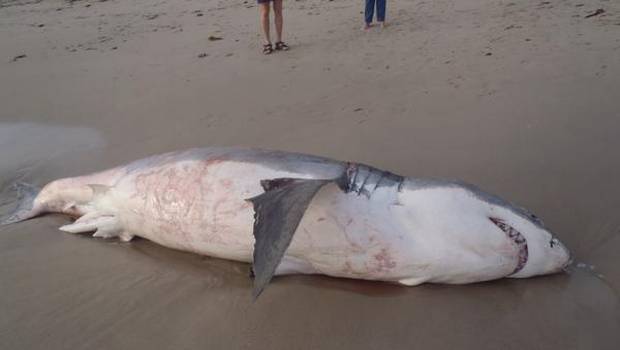 Tiburón muere ¿ahogado? a la orilla del mar (Video)