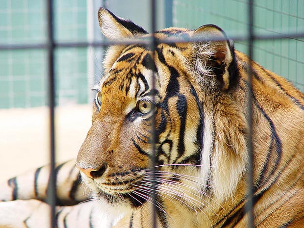 Un niño pierde un brazo tras ser atacado por un tigre en zoológico en Brasil (Video)