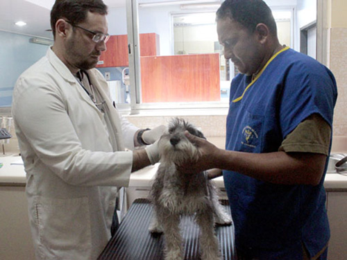 A los veterinarios se les complica recetar por escasez de medicinas