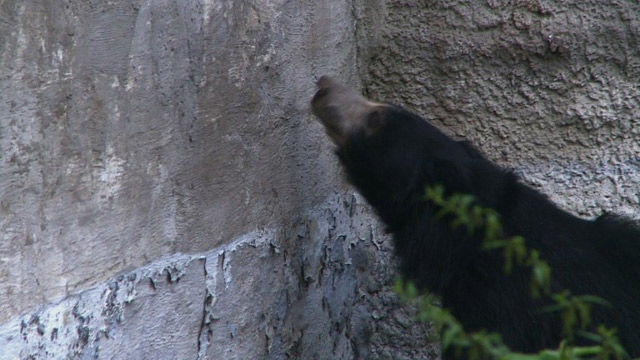 ¿Cómo afecta el embargo al oso de Moscú? (Video)
