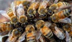 Usan veneno de abeja para traspasar la protección cerebral