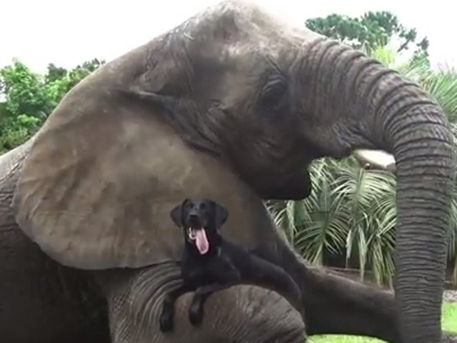 La increíble amistad entre un elefante huérfano y una perra labradora  (Video)
