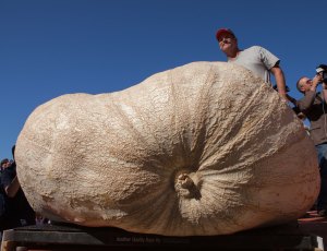 Calabazota de 993 kilos impone nuevo récord (Foto)