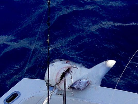 Niño de 12 años pesca tiburón de 2,5 metros (Foto y video)