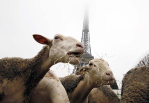 Pastores y corderos protestan contra los lobos en la Torre Eiffel (Fotos)