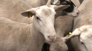 Así protestaron las ovejas contra los lobos en Francia (Video)