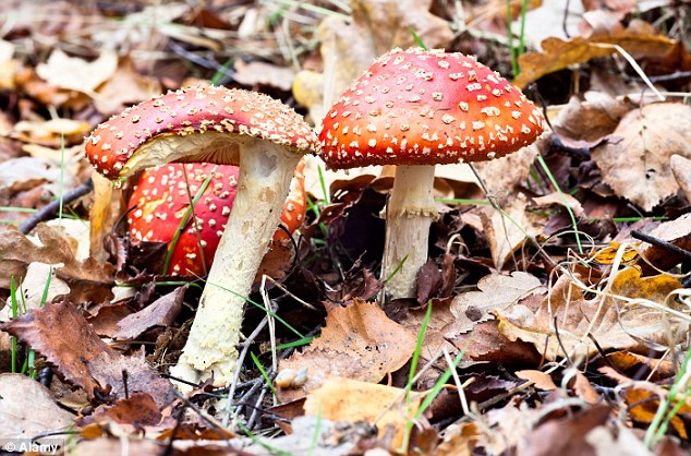 Un hongo alucinógeno en el jardín de Isabel II (Foto)