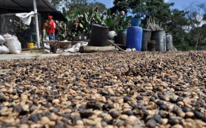 Caficultores venezolanos logran ajuste del precio por quintal del café