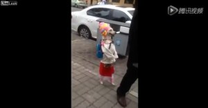La perrita que camina como una niña por la calle (Video)